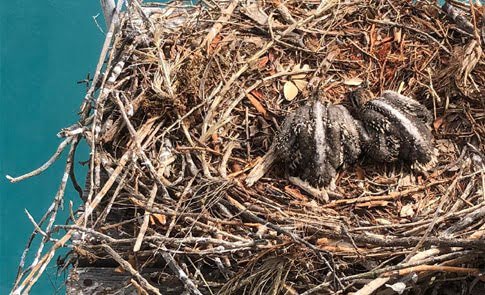 Osprey family not disturbed by passing traffic